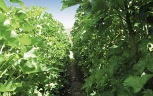 轉(zhuǎn)化廢棄生物質(zhì)緩解能源消耗解決環(huán)境污染