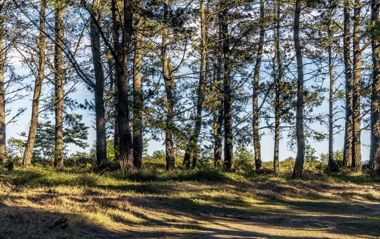 加利西亞50兆瓦的生物質(zhì)項目獲得1億歐元的貸款