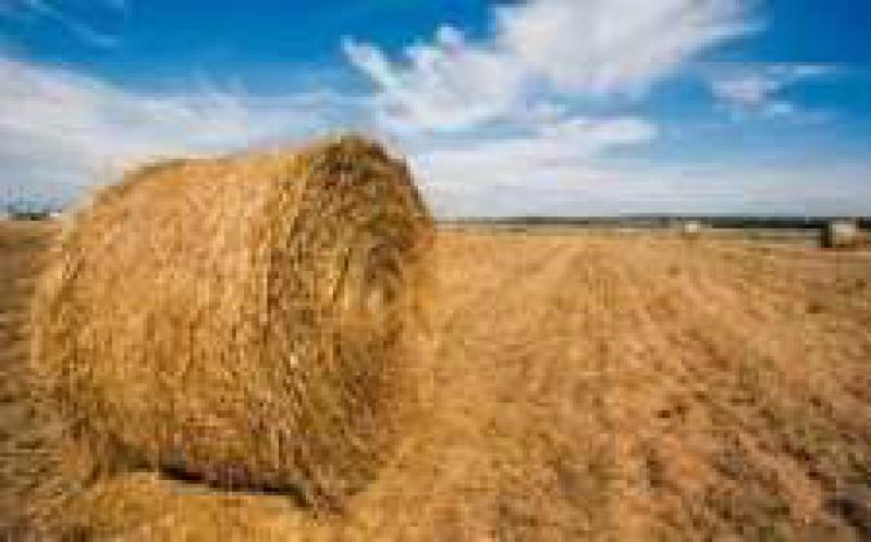 我國生物質發(fā)電現狀及未來前景分析